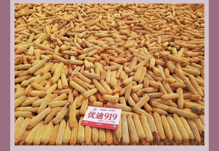 鸿翔玉米种子优迪919 8000粒/袋 种子
